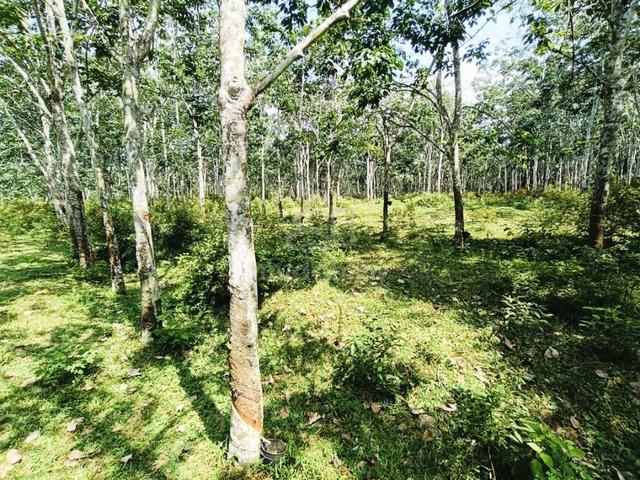 Tanah atas bukit bumi lot(sabah sarawak lei beli) 3.8 ekar jasin 1