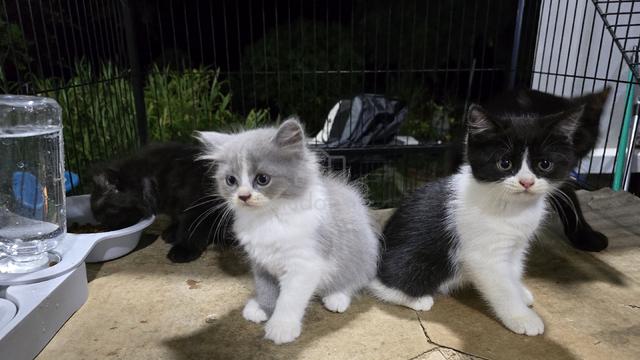 Bsh mix siberian - photo 3 of 3