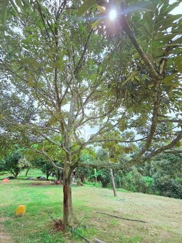 Kuala Kangsar Freehold Premium Durian Orchard Farm For Sales 4