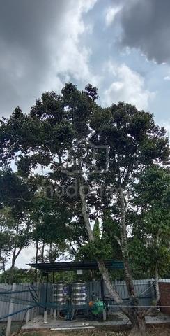 Taman Arawana  1