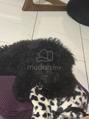 toy poodle short leg - photo 5 of 6