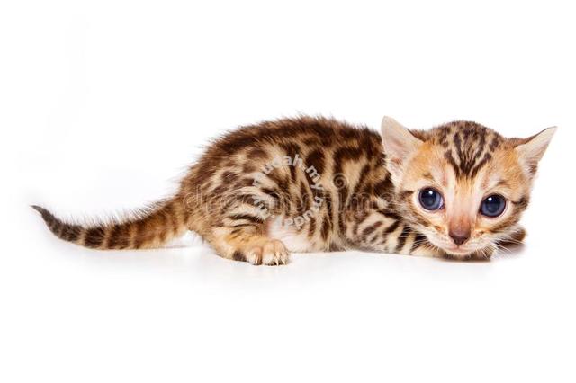 Quality bengal hot sale kittens