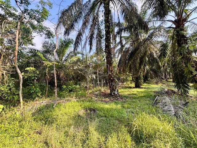 KAMPUNG PARIT MASTAR, Benut Pontian Tanah Pertanian 2.17 Ekar 1