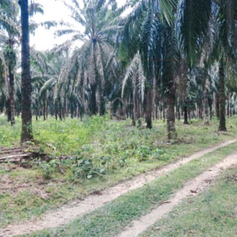 200 acres Development Land, Kerteh, Terengganu 1
