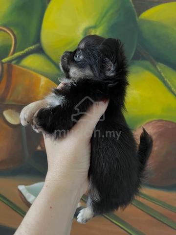 black and white Chihuahua ~5 - photo 6 of 6