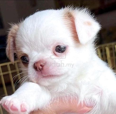 Chihuahua ~7 - photo 2 of 4