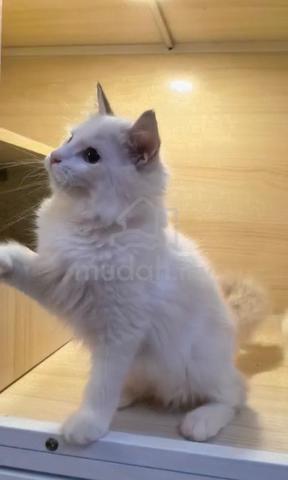 Ragdoll High Quality kitten - photo 4 of 4