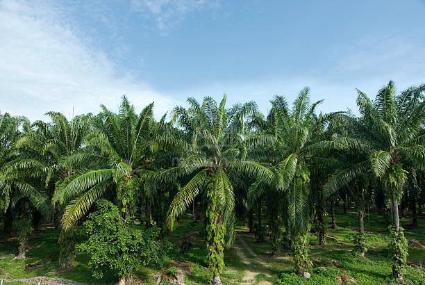 HIGH PROSPECTIVE BEST INVESTMENT OiL PALM PLANT LAND SUNGKAI PERAK 1