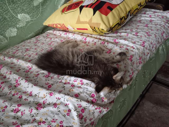 anak kucing  - photo 3 of 3