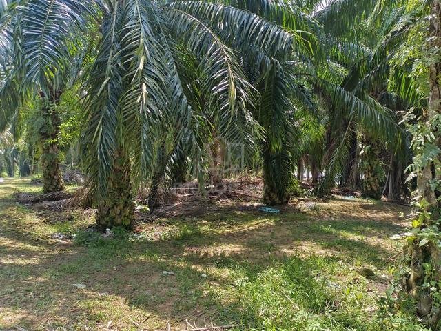 2 acres Oil Palm Land @ Tanjung Agas, Pasir Panjang, Port Dickson, N9 1