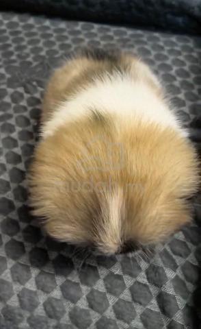 Pekingese Quality puppies - photo 5 of 6
