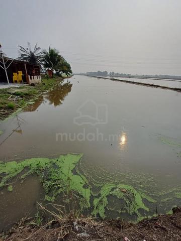 Tanah Padi Forsale‼️ 1