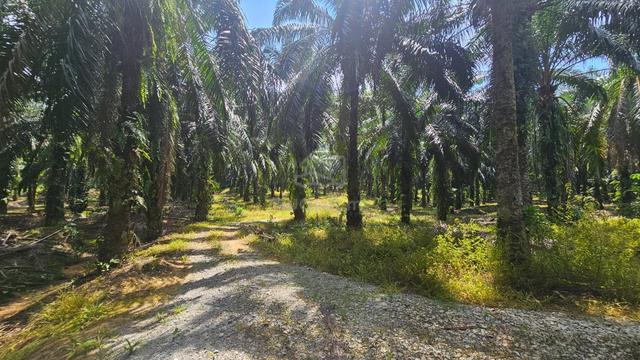 Flat Land Nearby to Road at Sg Siput 1