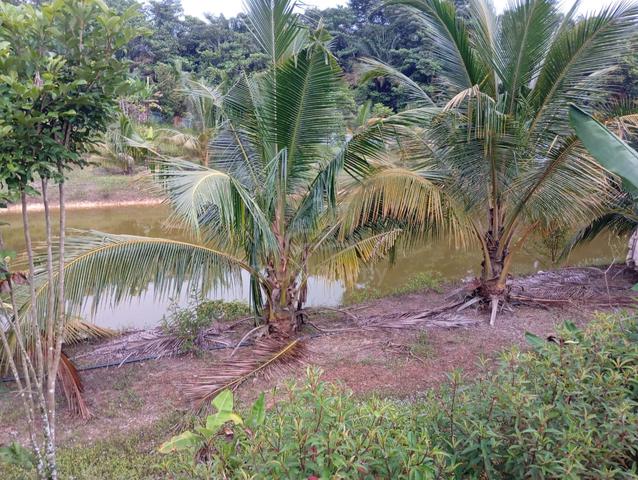 Pahang Bentong Agricultural Freehold Land For Sale 1