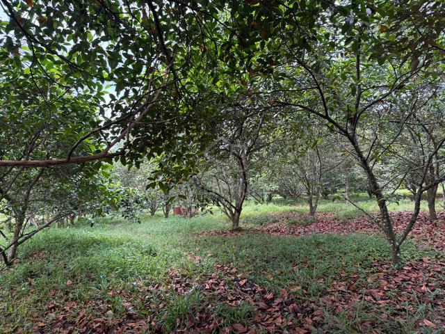 Tanah Pertanian Kebun Cempedak di Selandar Alor Gajah 3