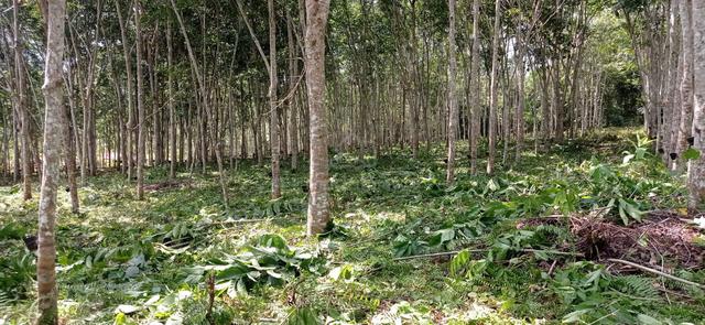 Perak Lenggong Agricultural Freehold Land For Sale 1