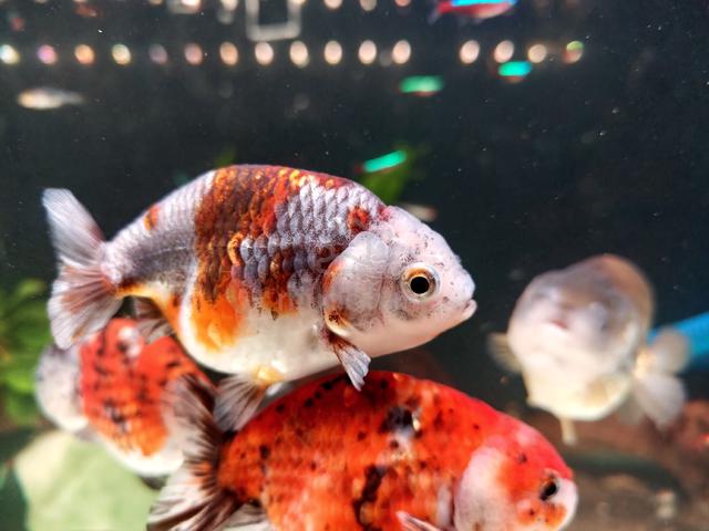 Ranchu Goldfish - photo 6 of 6