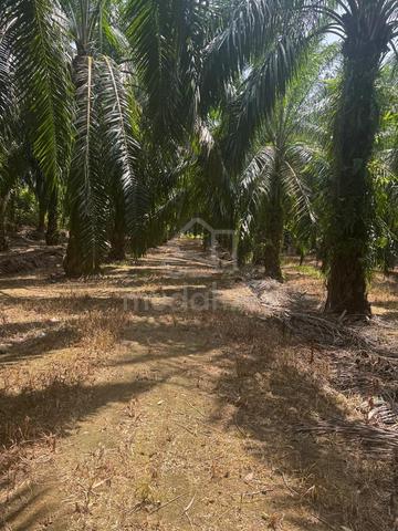 Tanah Sawit Untuk Dijual - Padang Changkat, Kg Gajah, Perak 1