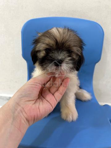 Classic! Tri Colour Shih Tzu Puppy 西施犬宝宝 2810B - photo 2 of 6