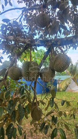 TANAH DUSUN DURIAN PREMIUM UNTUK DIJUAL Kg Sungai Limau, Lunas, Kulim 1