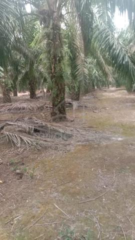 Kebut Sawit 2.5 Ekar Tepi Jalan Parit Raja 1