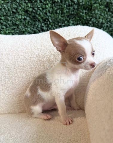 Chihuahua ~10 - photo 2 of 3