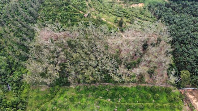 4.09 Acres Rubber Tree (Cinta Manis) near main road for sale 5