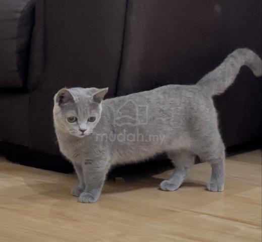 Munchkin Bsh (Cheapest) - photo 2 of 3