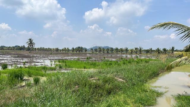Tanah Bendang Untuk DiJual 1