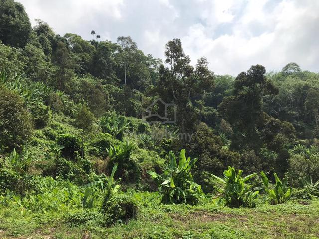 Cheap Agriculture Land at Kuala Kangsar - Kampong Chuar Hilir 1