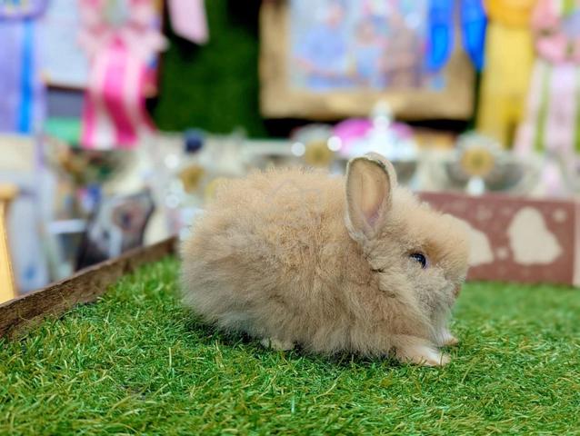 Arnab Mix Teddy Rabbit, btn - photo 2 of 3