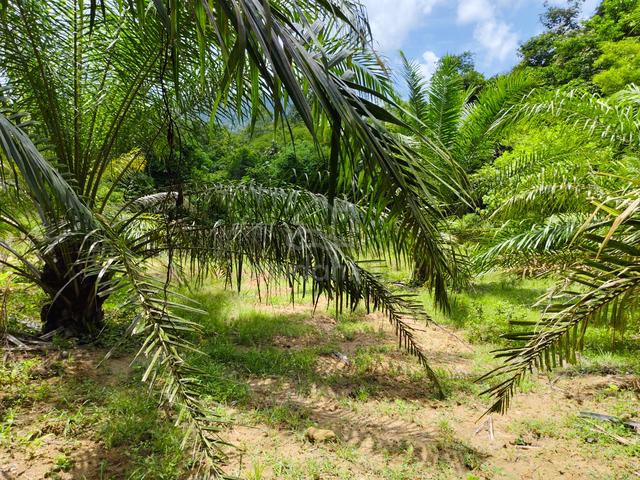 Tanah Kebun 2