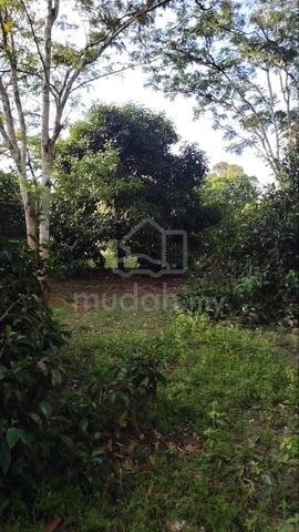 Tanah Dusun untuk Di Jual  1
