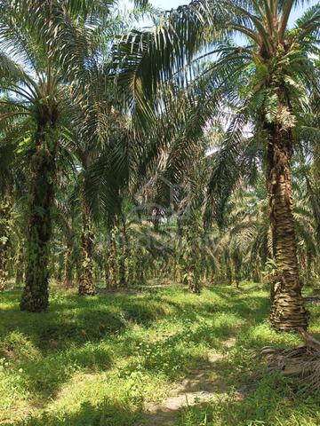 Agriculture Land at Kota Tinggi Johor 1