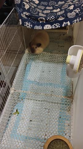 California guinea pigs and Australian guinea pigs - photo 2 of 2