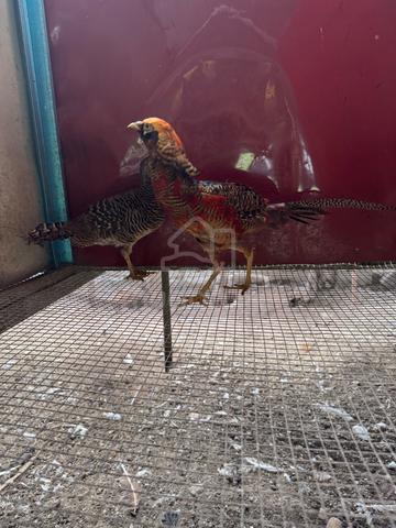 Carousel Image
