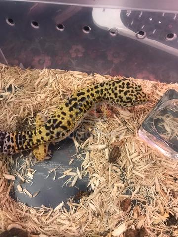 Carousel Image
