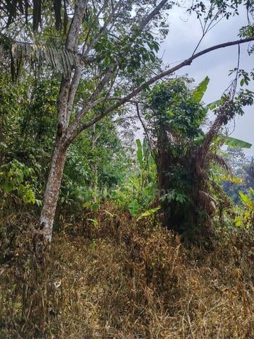 Agricultural Ladang Getah(Rubber Land) 1