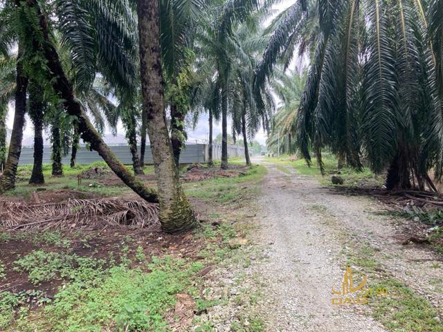 Sijangkang Klang Agriculture Land 5 Acres Freehold CHEAPEST UNIT 1