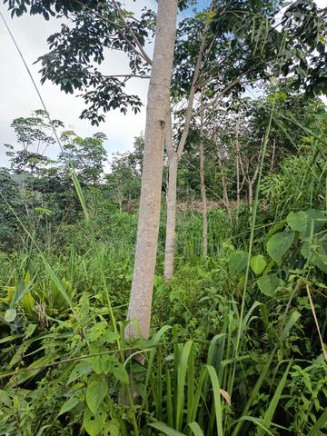kampung pulong tenom  3