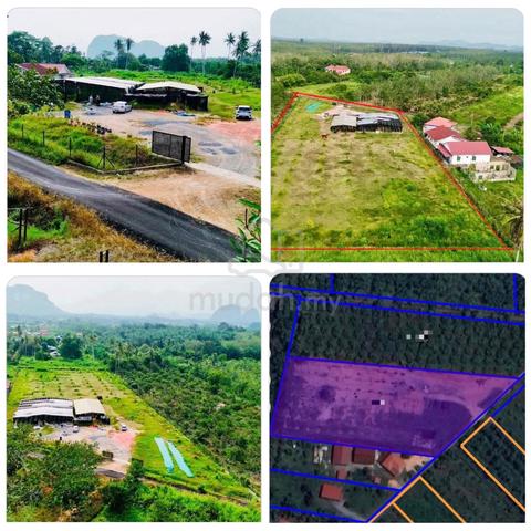 READY PLANTATION -PERLIS AGRICULTURE LAND For Sale 1