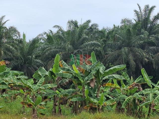A piece of NT land at Jalan Sin Sin, off KM87, Jalan Tawau- Semporna 1