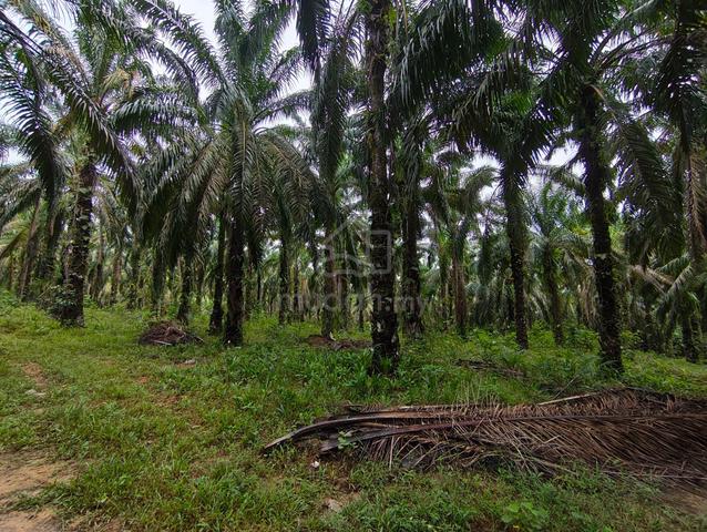 4.12 Acres Agricultural Land Oil Palm Near Main Road at Bentong 1