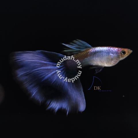 blue tail guppy