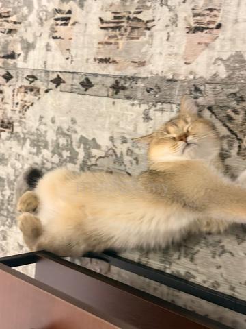 British shorthair - photo 4 of 6