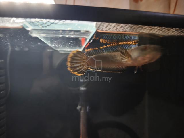 Channa Limbata - photo 2 of 6