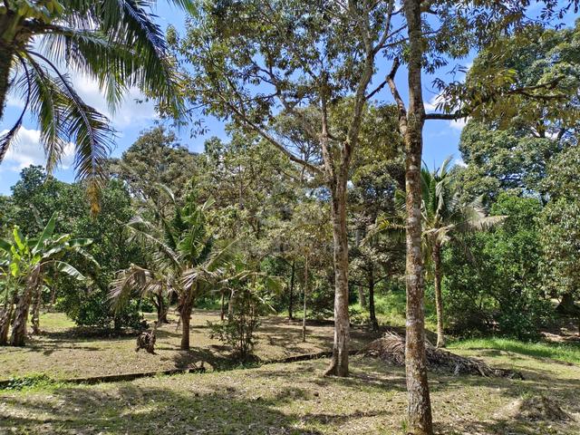 5.6 acre Durian Farm at Jalan Lubok Cina and Linggi, N9 4