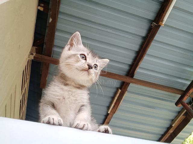 BSH KITTEN GRAY (Jantan) - photo 6 of 6