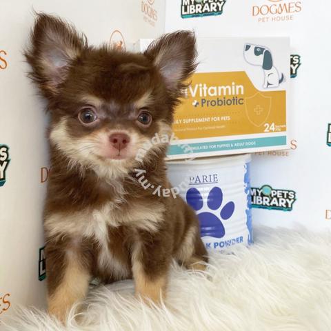 Male Chocolate Tan Longcoat Chihuahua Puppy Dm10 - Pets For Sale In  Puchong, Selangor