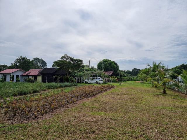 1.25 acres Orchard Farm, Nusa Dusun, Kuala Linggi  3